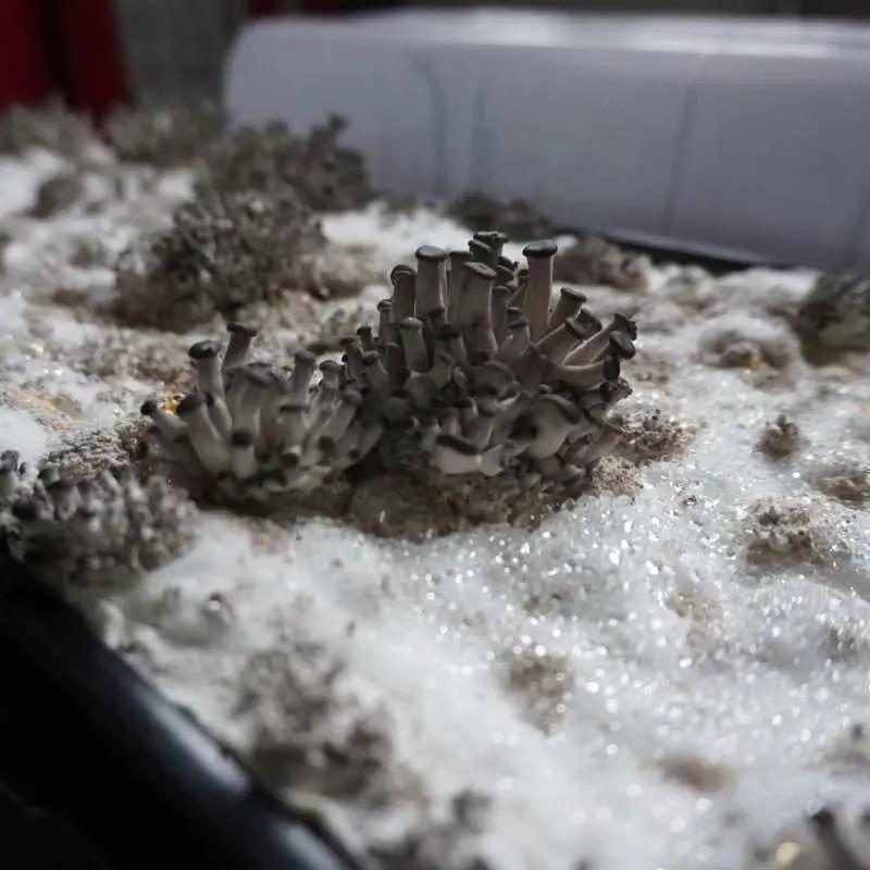 Mushroom grow kit in 1020 tray with small grey mushrooms and white substrate on Tampa Home & Garden Store