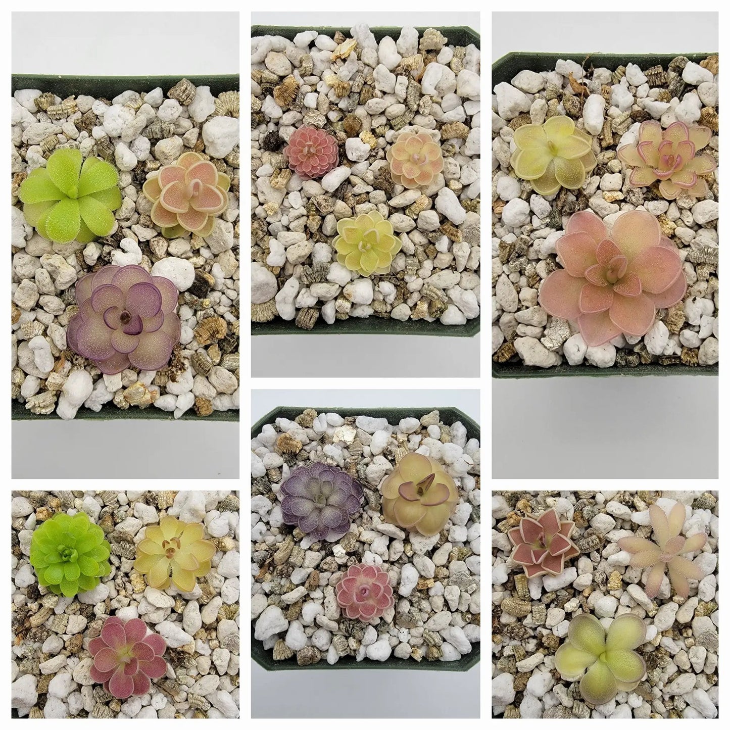 Mystery bundle of 10 SMALL Pinguicula - Tampa Home & Garden Store