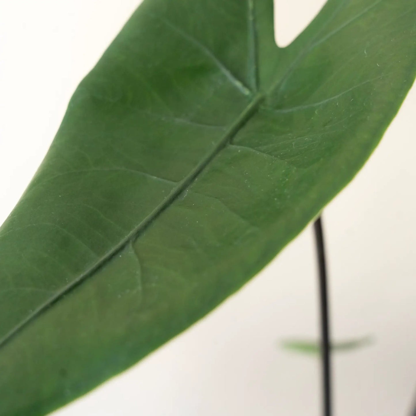 Mythic Blackout Alocasia Zebrina plant close-up of a dark green glossy leaf on Tampa Home & Garden Store