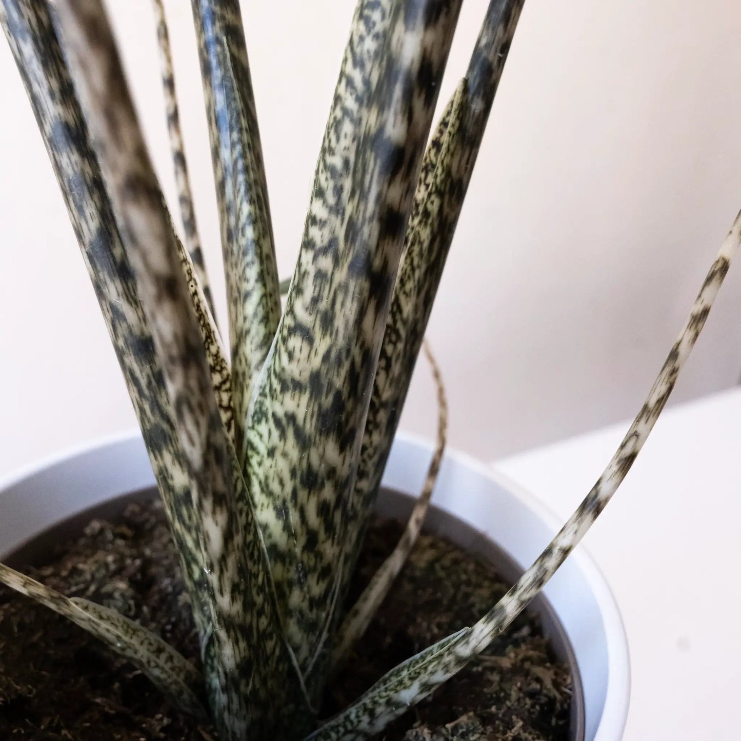 Mythic Jungle Music Alocasia indoor plant, potted houseplant with speckled gray-green stems on Tampa Home & Garden Store