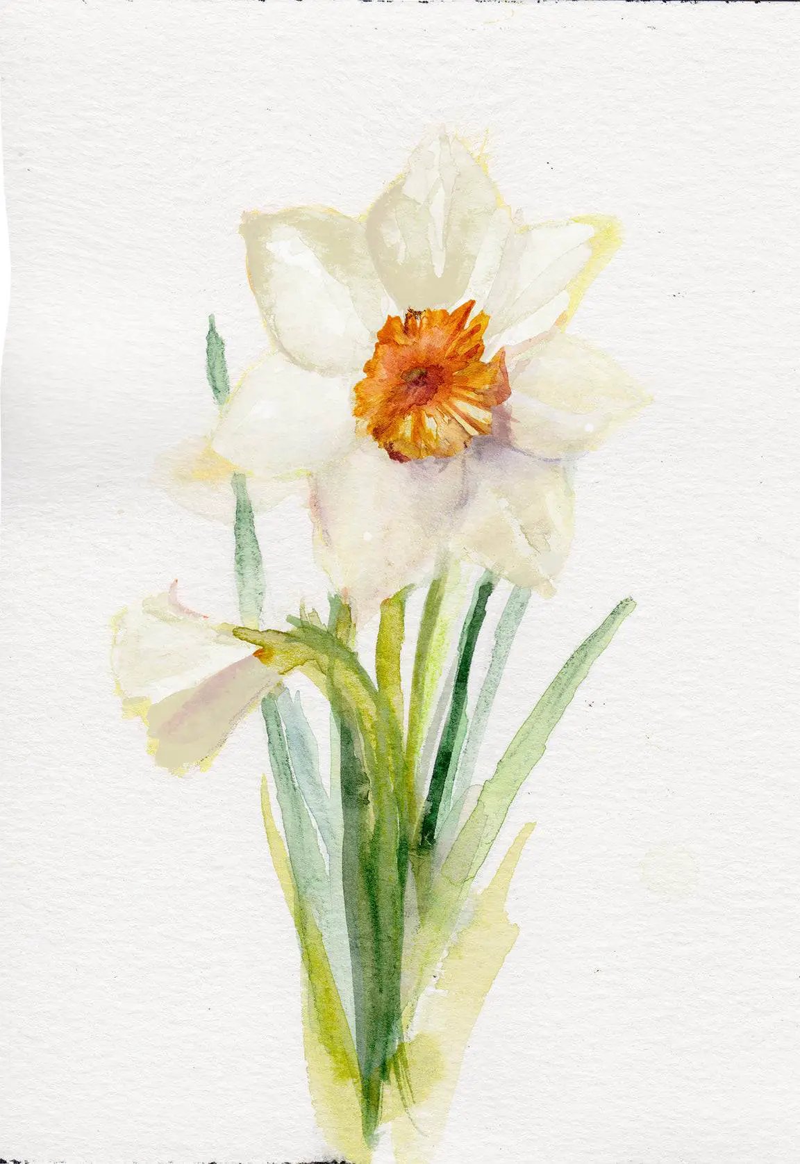 Narcissus – December Birth Flower Art Print - Tampa Home & Garden Store