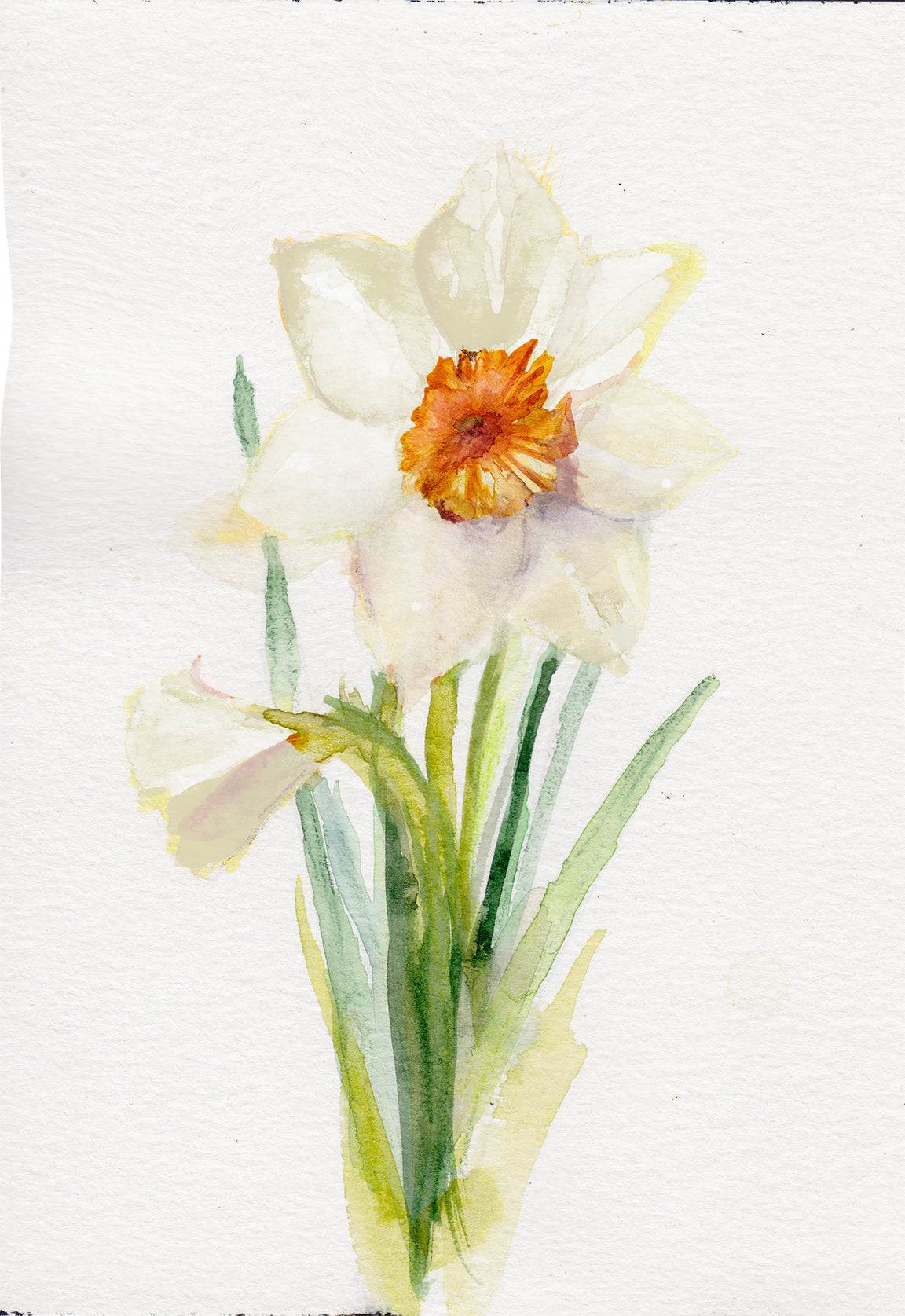 Narciso – Lámina Artística de la Flor de Nacimiento de Diciembre