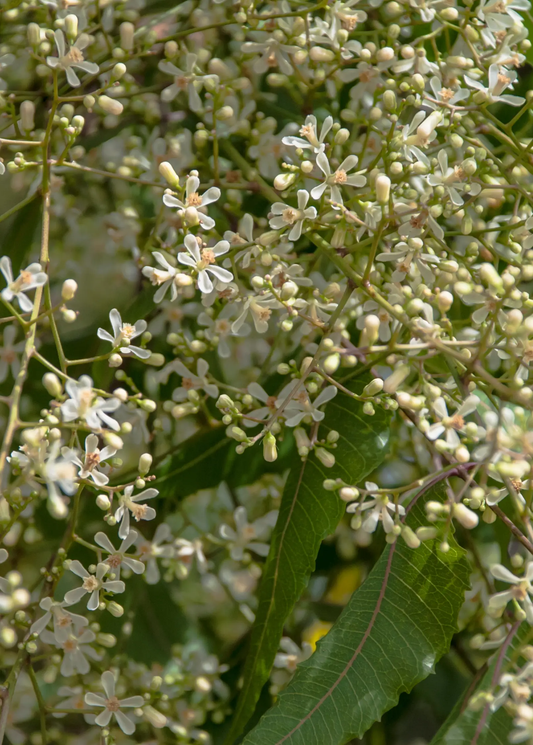 Neem Tree Azadirachta indica Indian Lilac with white blossoms and buds Sow Exotic on Tampa Home & Garden Store