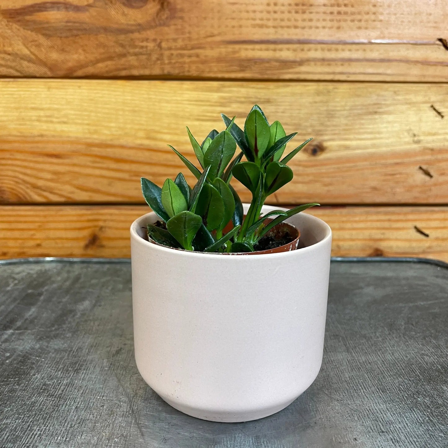 Nematanthus Goldfish Shady Lady Marlene, 2" Plant - Tampa Home & Garden Store