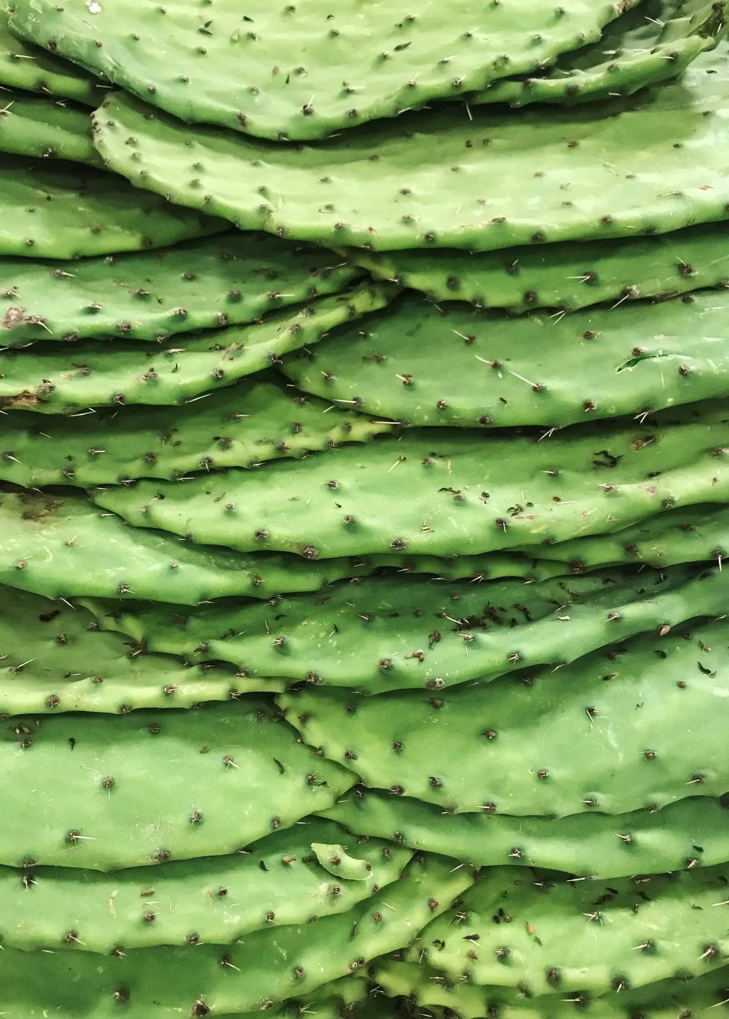 Nopales cactus pads Opuntia matudae stacked, bright green edible fruiting plant by Sow Exotic on Tampa Home & Garden Store