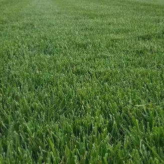 North Star Rhizomatous Tall Fescue Grass Seed by Lawnbright, green lawn on Tampa Home & Garden Store