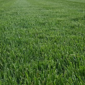 North Star Rhizomatous Tall Fescue (5lbs) - Tampa Home & Garden Store