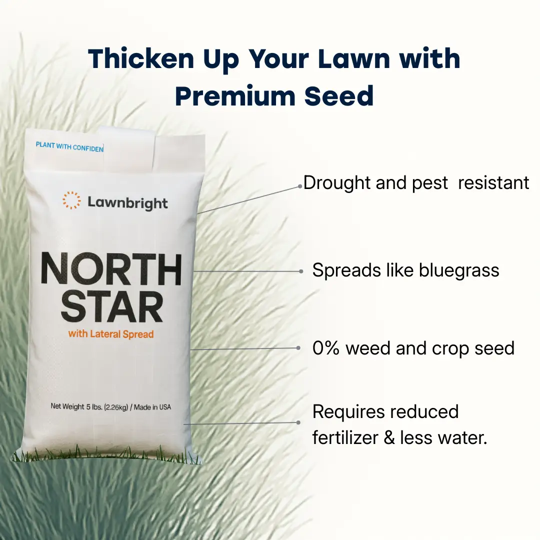 Grass Seed North Star Rhizomatous Tall Fescue bag by Lawnbright with lateral spread 5 lb on Tampa Home & Garden Store