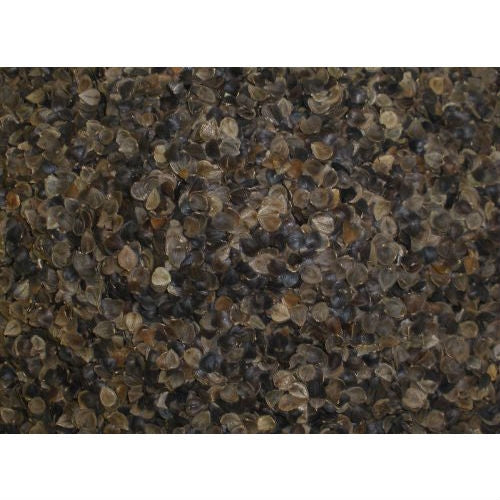 Japanese size 14 x 20 inch Organic Buckwheat Pillow - Tampa Home & Garden Store
