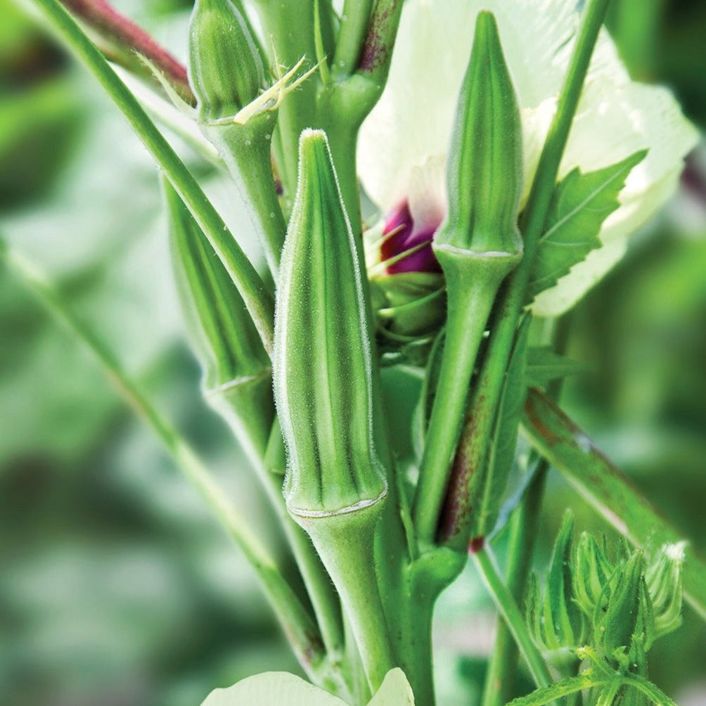Clemson Spineless Okra seeds; green okra pods on a lush plant Seedtime Store on Tampa Home & Garden Store