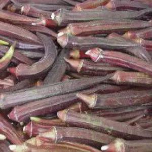 Red Burgundy Okra Seeds, heirloom bulk with purple-red pods, multiple okra pods on Tampa Home & Garden Store