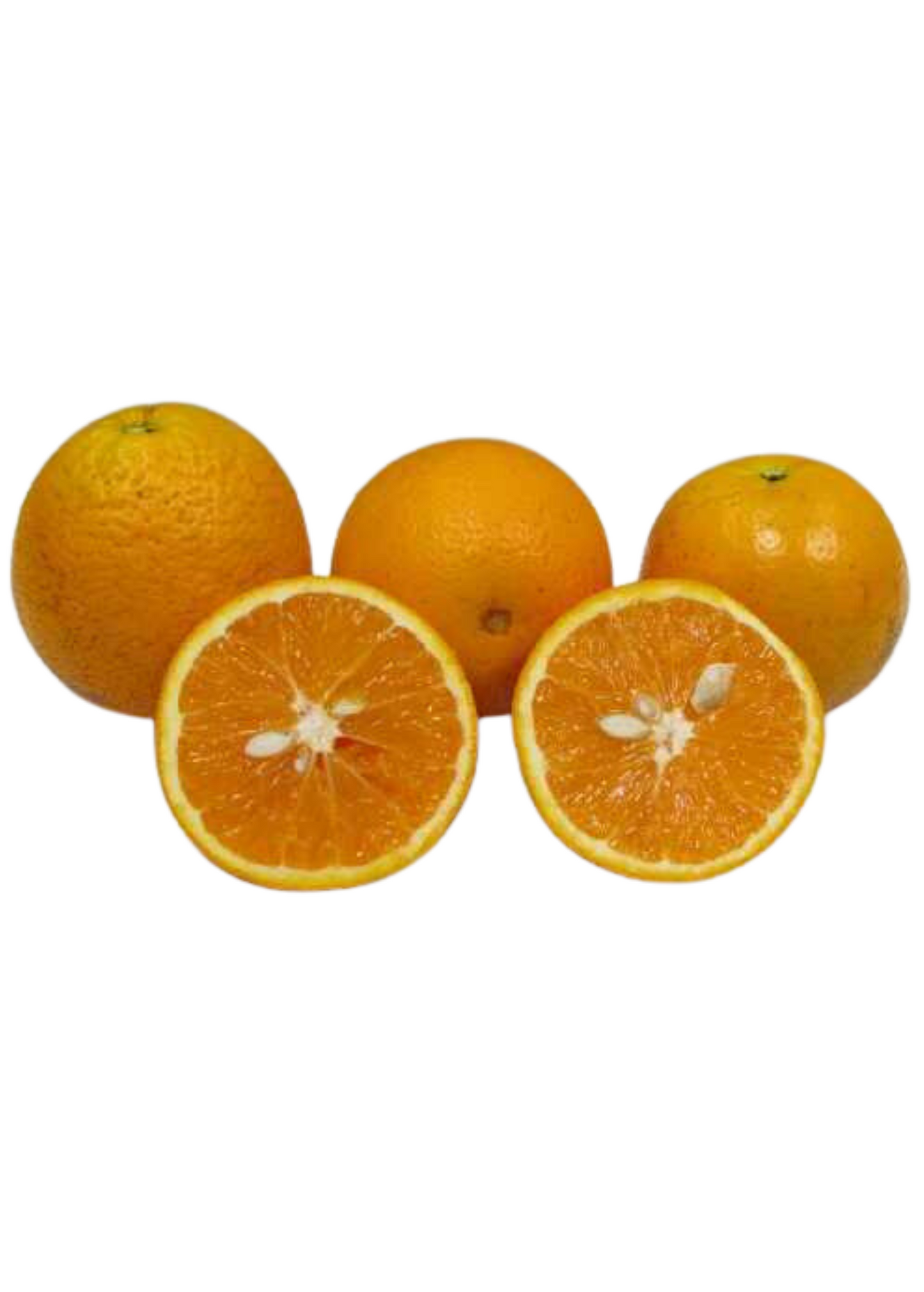 OLL-4 Sweet Orange Tree (Citrus sinensis ‘OLL-4’)