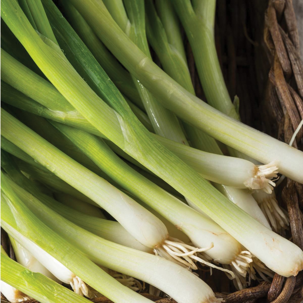 Nebuka Evergreen Bunching Onion fresh green stalks with white bulbs in a wicker basket on Tampa Home & Garden Store