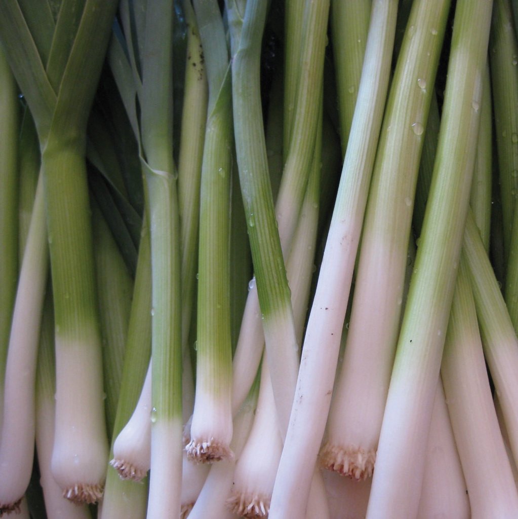 Tokyo Long White Bunching Onion stalks with white bases and green tops on Tampa Home & Garden Store
