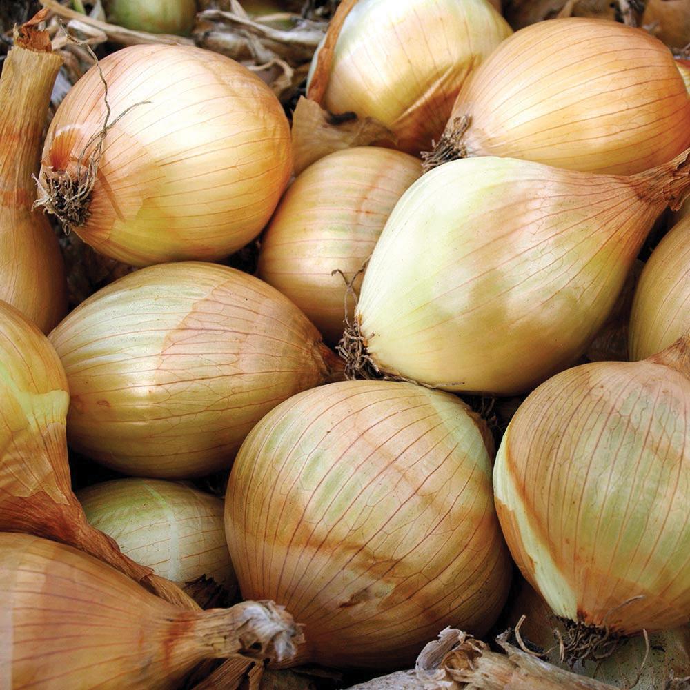 Ailsa Craig onions, pale golden bulbs with papery skins on Tampa Home & Garden Store