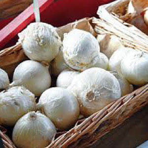 ONION Seeds, White Sweet Spanish - Tampa Home & Garden Store