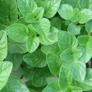 OREGANO Seeds - Tampa Home & Garden Store