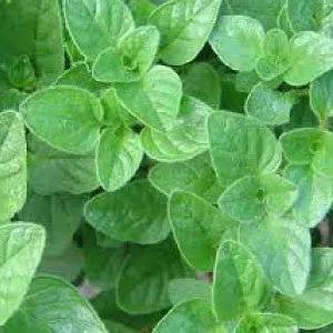 Oregano herb plant with dense green leaves on Tampa Home & Garden Store