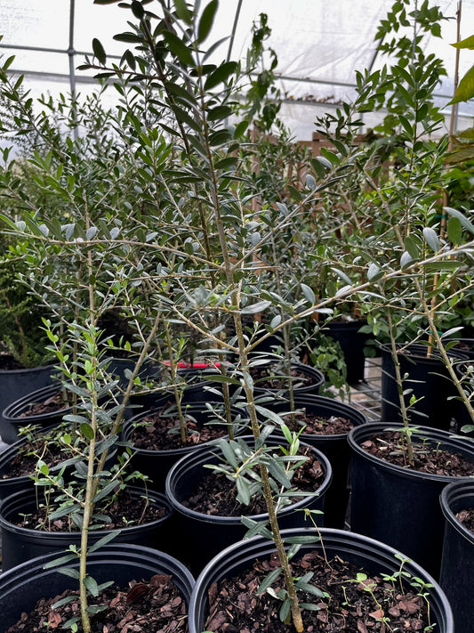 Olive 'Arbequina' (Olea europea) - Tampa Home & Garden Store