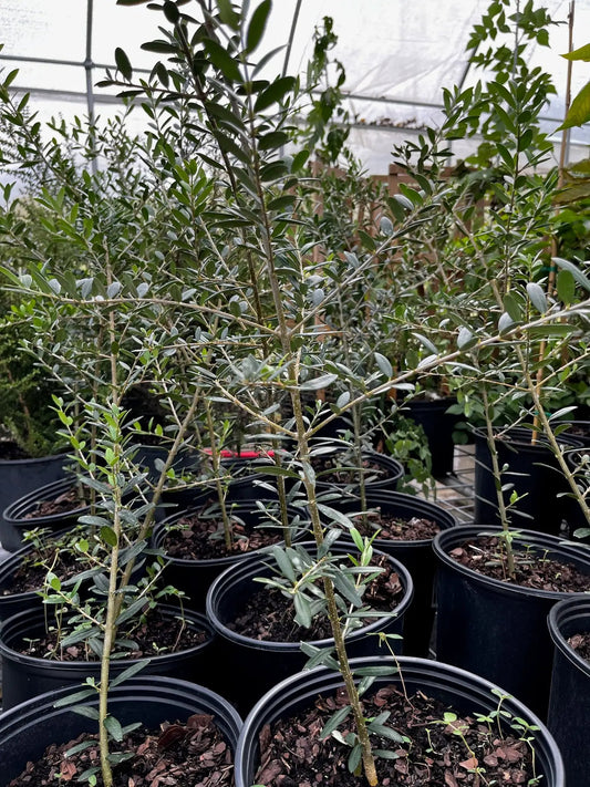 Multiple Arbequina olive trees in pots with slender trunks and silvery-green leaves on Tampa Home & Garden Store