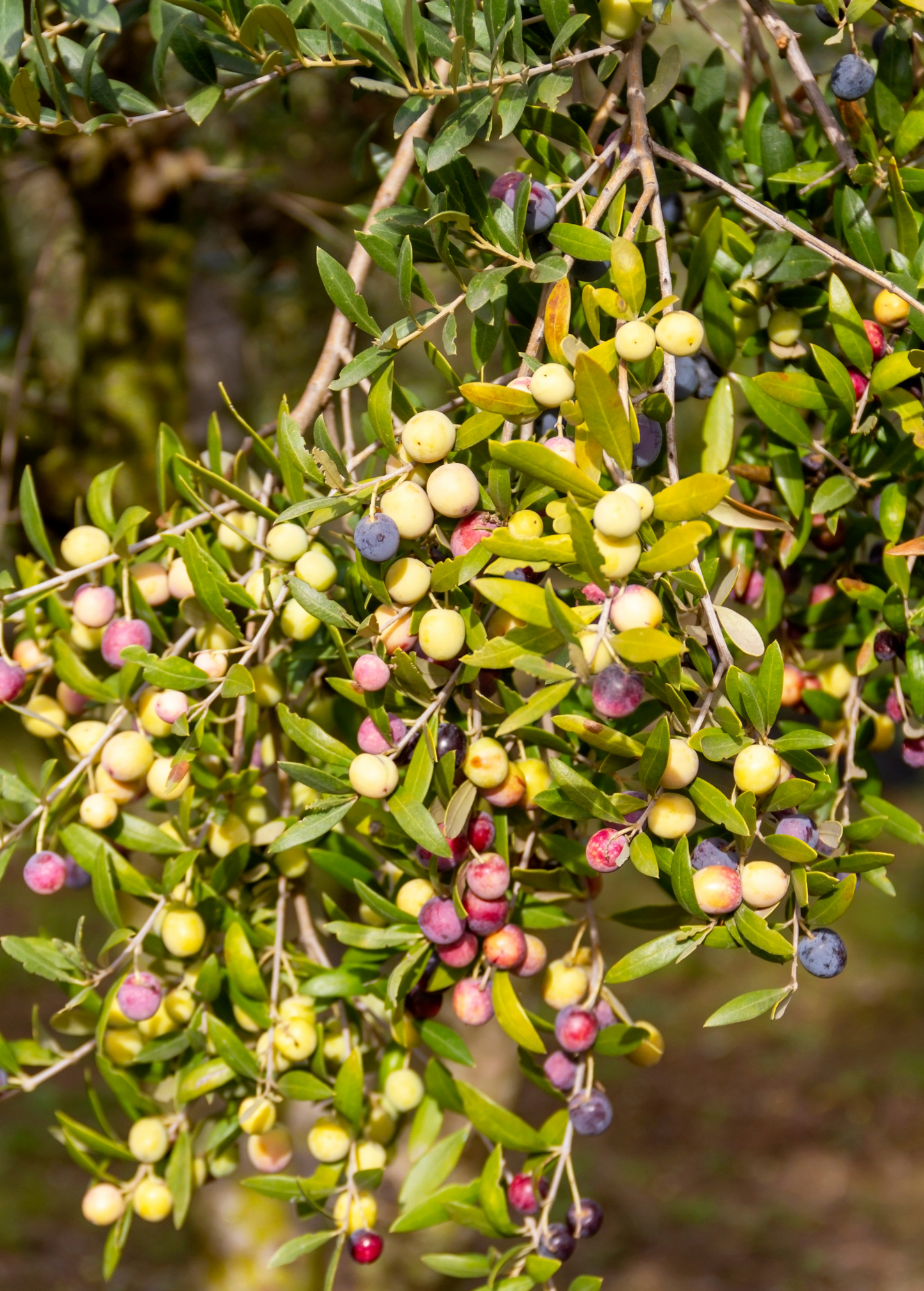 Arbequina olive tree branches with multicolor olives and small oval leaves Sow Exotic on Tampa Home & Garden Store