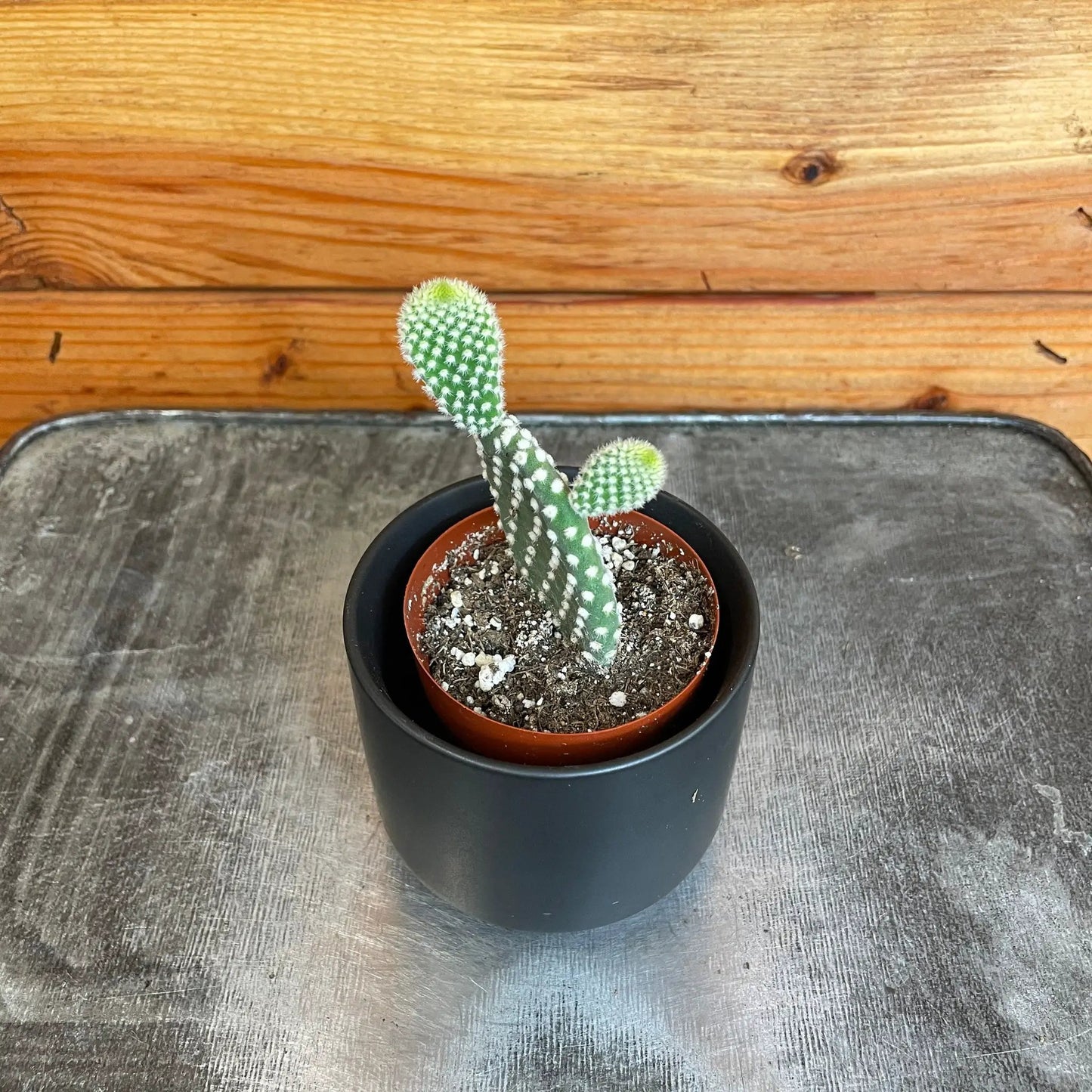 Opuntia Albispina bunny ears cactus, green stems with white spines in pot The Plant Farm on Tampa Home & Garden Store