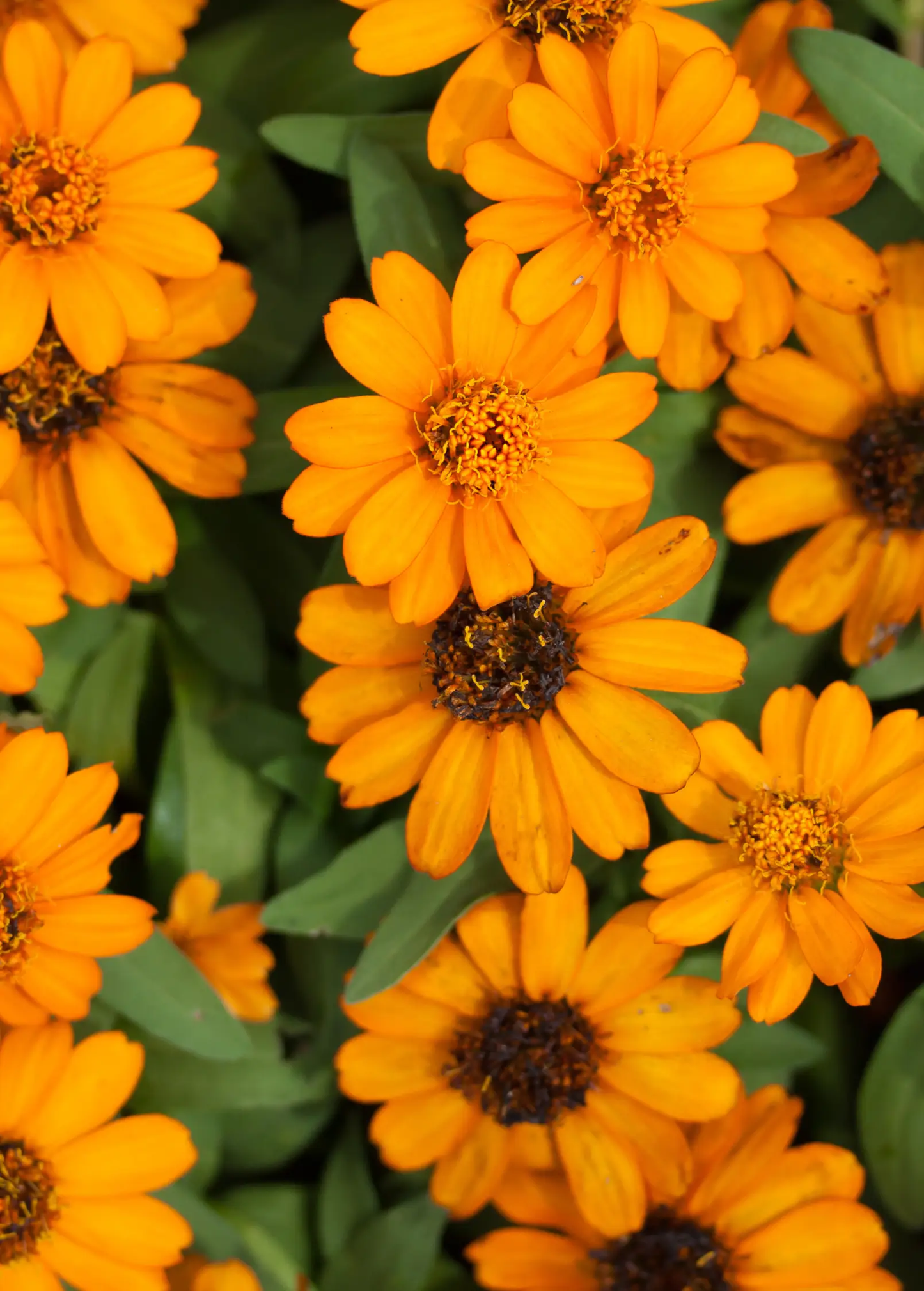 Orange calendula herb plant with bright daisy-like blooms Sow Exotic garden plant on Tampa Home & Garden Store