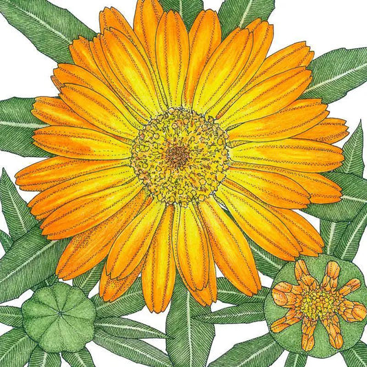 Orange calendula seeds illustration with large bloom, bud, and green leaves, organic seeds on Tampa Home & Garden Store