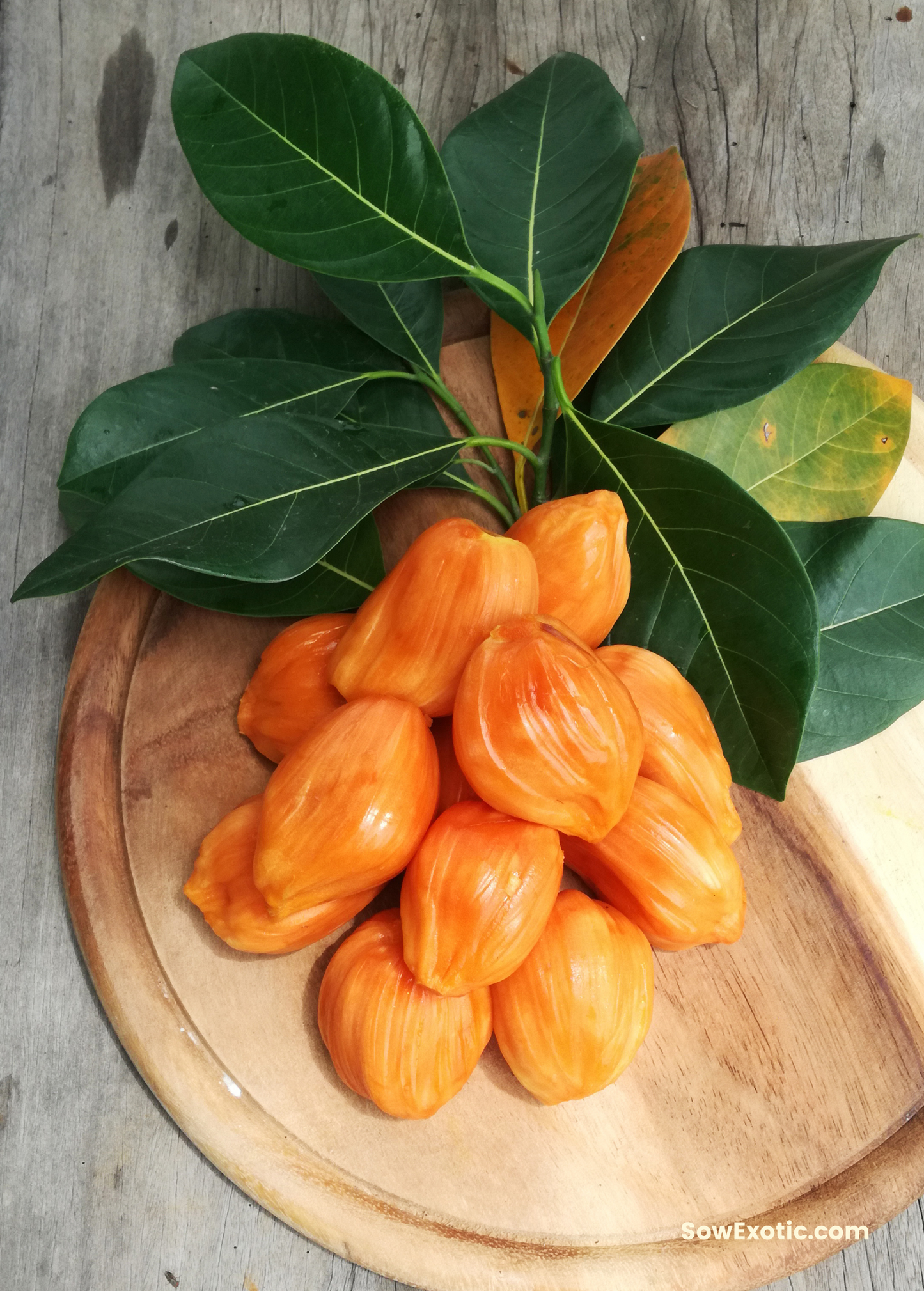 Jackfruit Tree ‘Orange Crush’ (Artocarpus heterophyllus)