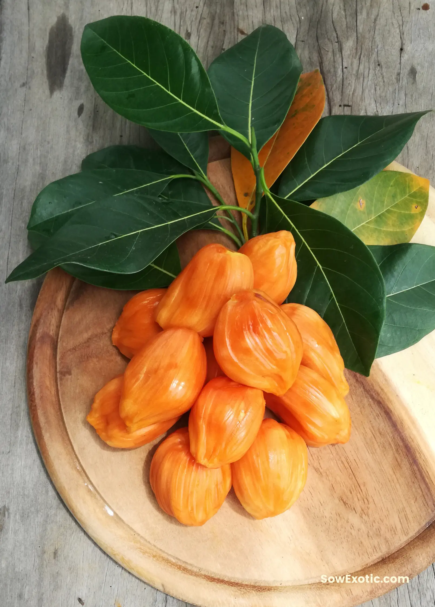Orange Crush Jackfruit Tree with Sweet Flesh bright orange fruit and green leaves Sow Exotic on Tampa Home & Garden Store