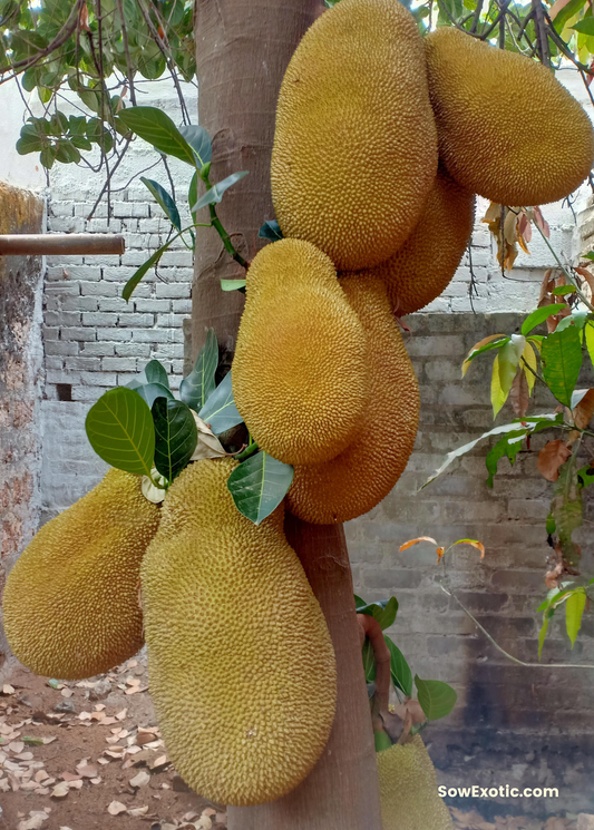 Jackfruit Tree ‘Orange Crush’ (Artocarpus heterophyllus)