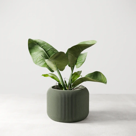Orbis Planter dark ribbed ceramic indoor pot with lush green leaves by Modernized Pottery on Tampa Home & Garden Store
