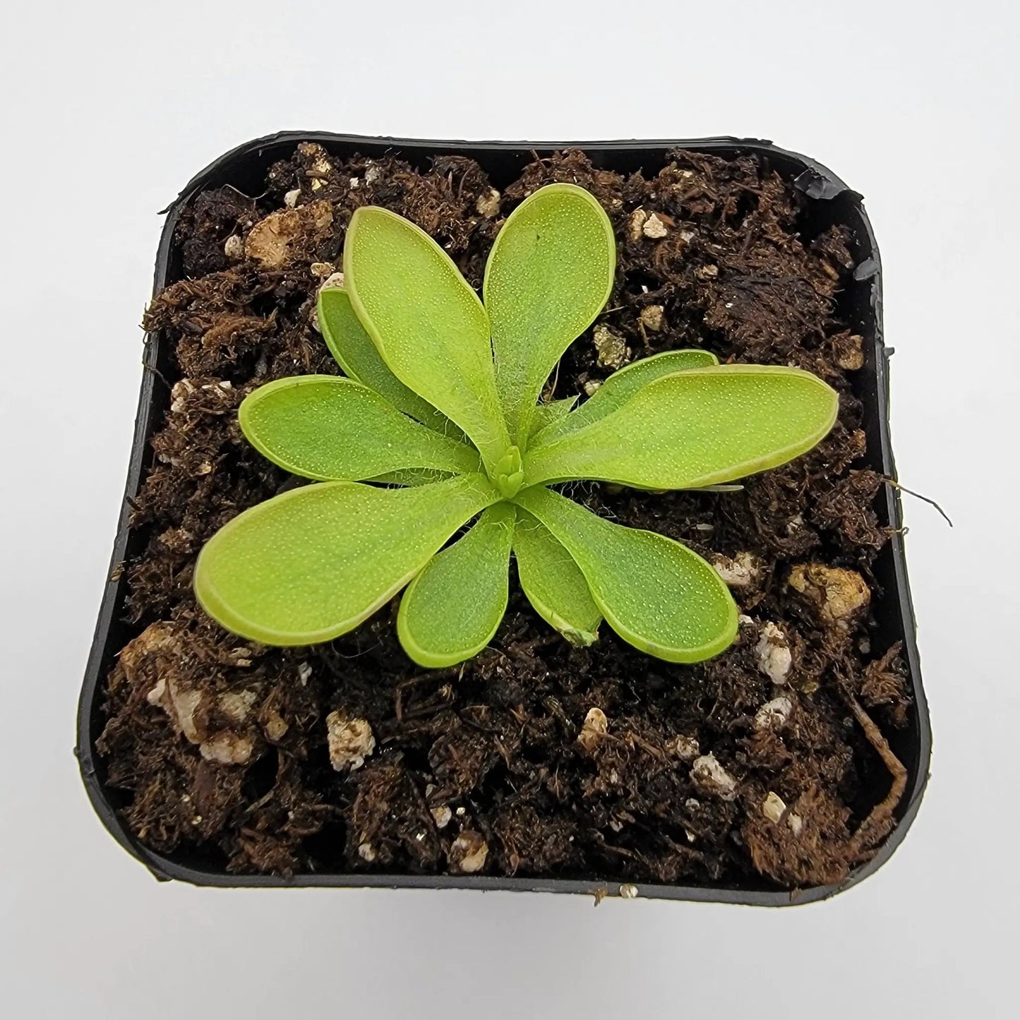 Pinguicula crassifolia - Tampa Home & Garden Store