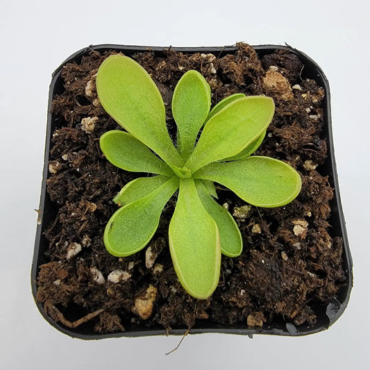 Pinguicula crassifolia butterwort carnivorous plant with bright green rosette leaves in pot on Tampa Home & Garden Store