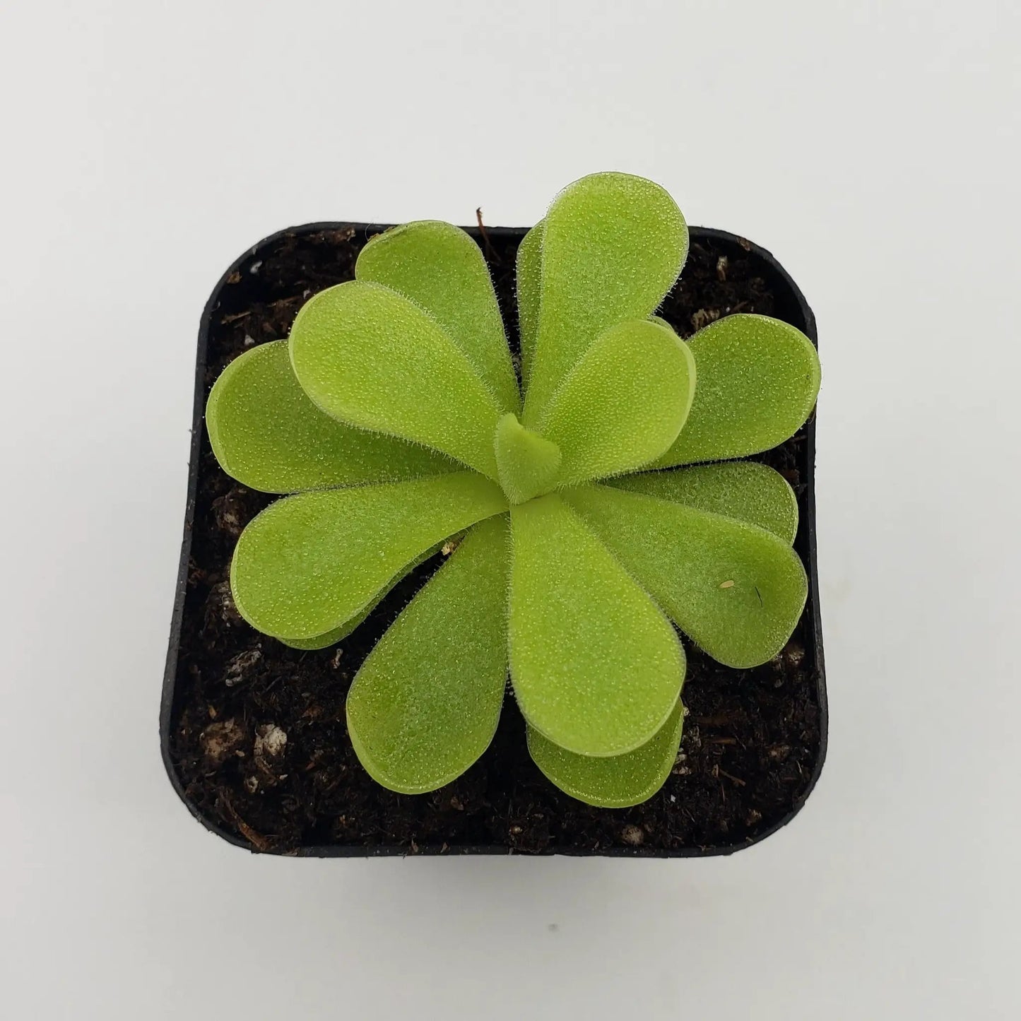 Pinguicula gigantea x cyclosecta butterwort plant green fuzzy leaves in a compact rosette on Tampa Home & Garden Store
