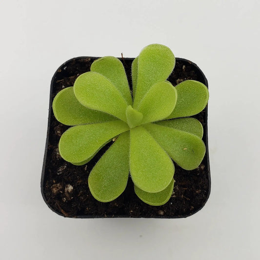 Pinguicula gigantea x cyclosecta butterwort plant green fuzzy leaves in a compact rosette on Tampa Home & Garden Store