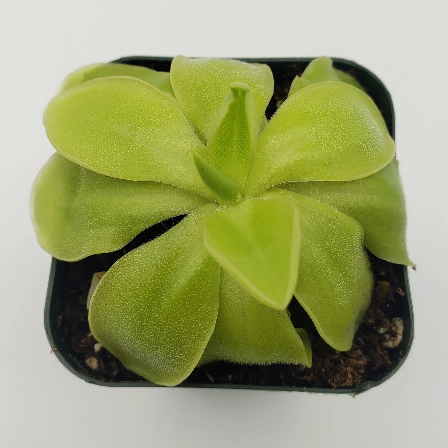 Pinguicula moranensis var. alba x elizabethiae - Tampa Home & Garden Store