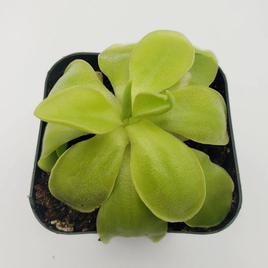 Pinguicula Moranensis Alba x Elizabethiae butterwort with lime-green leaves in a small pot on Tampa Home & Garden Store