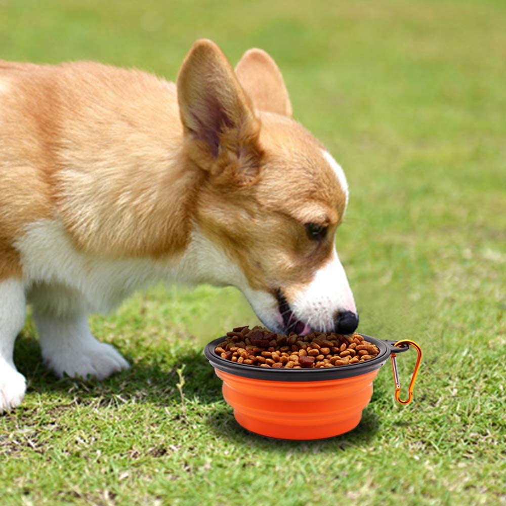 5-inch portable foldable orange dog bowl set of 5 by Vibhsa shown with a corgi eating on grass on Tampa Home & Garden Store