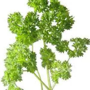 Parsley Moss Curled herb plant, bright green curly leaves for bulk use on Tampa Home & Garden Store