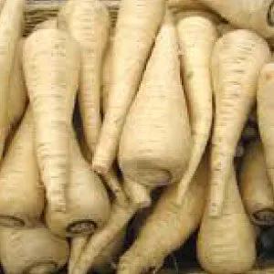 Parsnips Harris Model sweet root variety, heirloom white tapered roots on Tampa Home & Garden Store