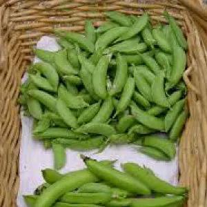 Little Marvel Shelling Peas heirloom bulk seeds, fresh bright green pea pods in a basket on Tampa Home & Garden Store