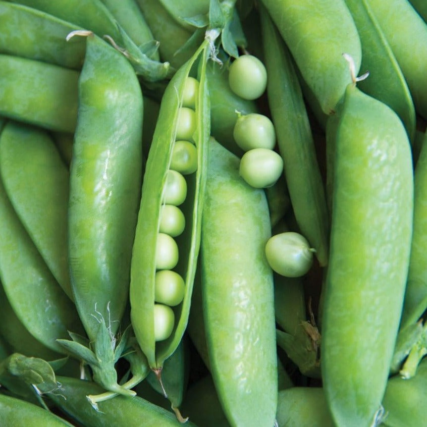 Lincoln Pea seeds in bright green pea pods; opened pod reveals peas on Tampa Home & Garden Store