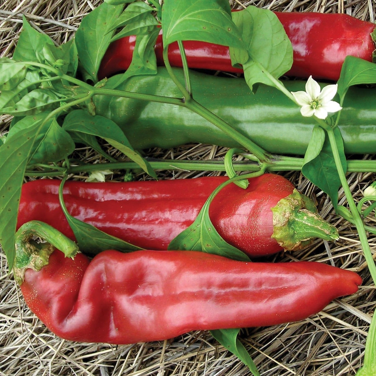 Big Jim pepper seeds shown as red and green peppers with leaves and a white flower on Tampa Home & Garden Store