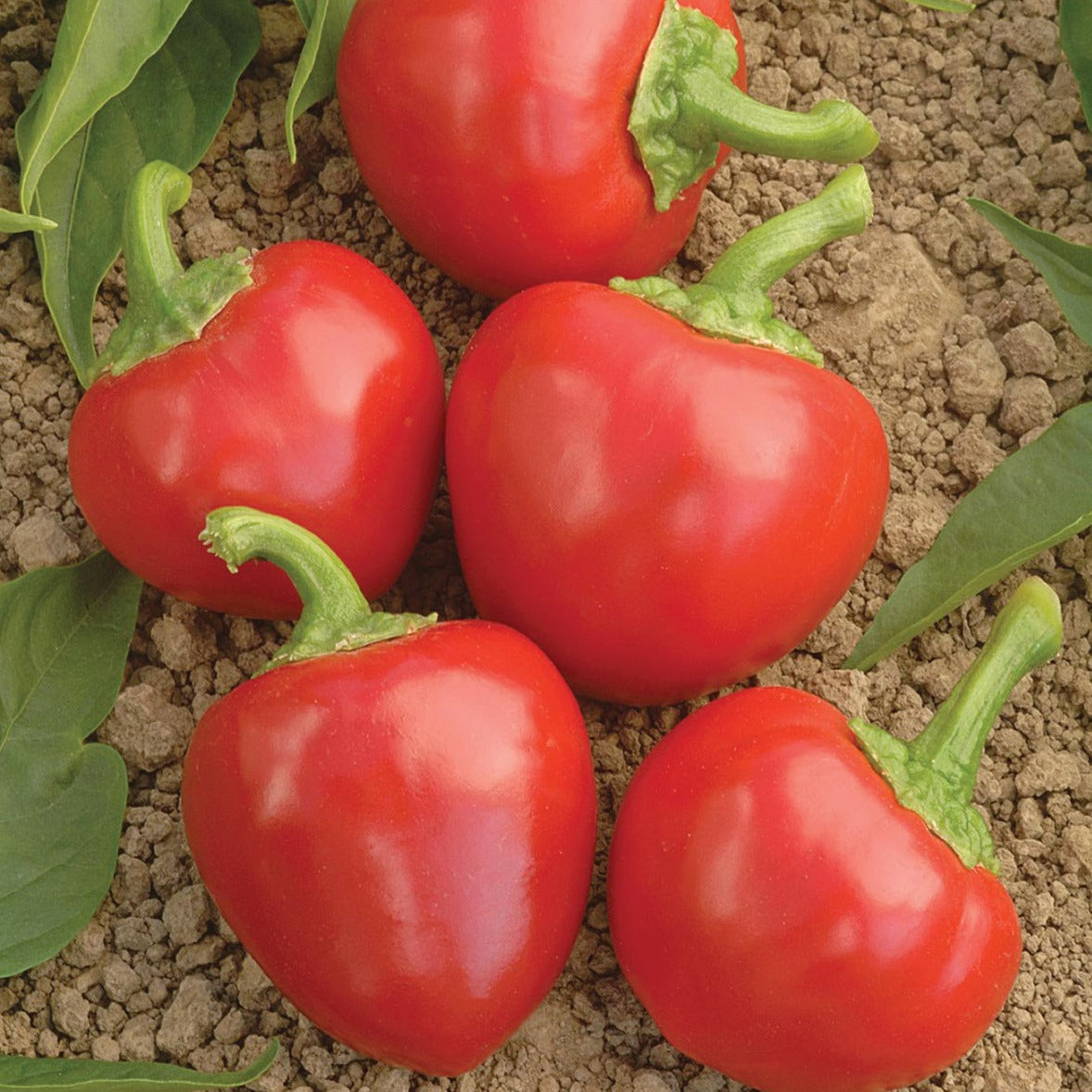 Large Red Hot Cherry Pepper seeds; five red peppers shown on soil on Tampa Home & Garden Store
