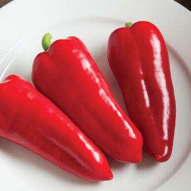 Red Corno di Toro peppers, three bright red, glossy, long tapered pods on a white plate on Tampa Home & Garden Store