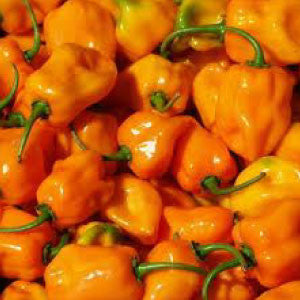 HOT PEPPER Seeds, Habañero