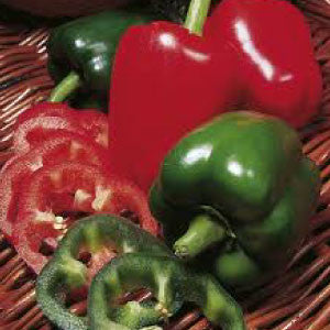 PEPPER Seeds, California Wonder - Tampa Home & Garden Store