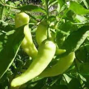 PEPPER Seeds, Sweet Banana - Tampa Home & Garden Store