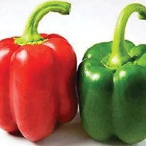 Yolo Wonder bell pepper seeds, red and green peppers displayed, bulk heirloom on Tampa Home & Garden Store